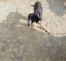 inglese pointer 6 mese cattivo foto