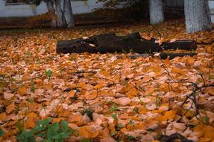 foglie d'autunno cadute foto