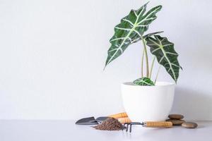 alocasia sanderiana Toro o alocasia pianta su bianca ceramica pentole con fioriere, torba, terra, sassi, su il tavolo e bianca parete sfondo. foto