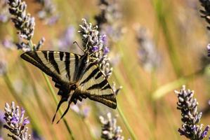 monarca farfalla su un' lavanda fiore foto