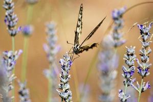 monarca farfalla su un' lavanda fiore foto