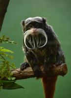 barbuto imperatore tamarino scimmia arroccato su un' ramo foto