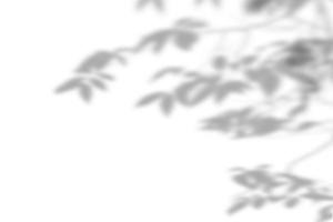 le foglie ombra e steli di albero modello sfondo su bianca calcestruzzo parete struttura, nero e bianca monocromatico tono, natura arte su parete. foto