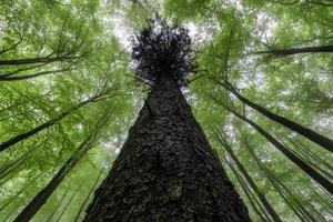 Visualizza in il corone di primavera alberi foto