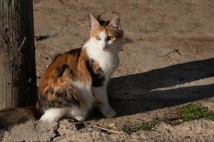 un' piccolo Marrone e bianca gatto si siede su il polveroso terra Il prossimo per un vecchio di legno polo all'aperto foto