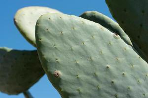 vicino su di verde le foglie di un' spinoso Pera cactus contro un' blu cielo nel sicilia foto