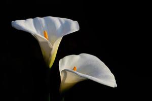 Due bianca fiori di Zantedeschia etiope, comunemente conosciuto come calla giglio e arum giglio, contro un' buio sfondo foto