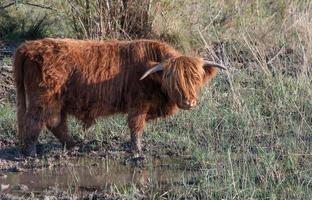 un' Scozzese montanaro bestiame, con lungo ispido capelli, sta nel un' asciutto prato, su il bordo di un' pozzanghera di pioggia foto