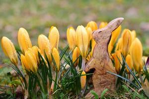 Pasqua nel Germania con un' di legno Pasqua coniglietto in piedi fra giallo croco dopo il pioggia foto