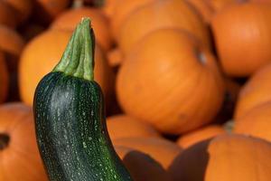 avvicinamento di un' verde maturo zucchine in piedi nel davanti di molti rosso zucche. foto