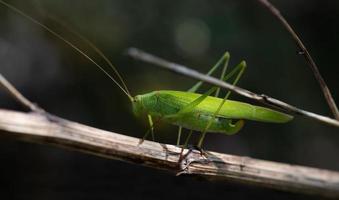 vicino su di un' verde fieno cavallo nascondiglio fra ramoscelli nel il rami. il sfondo è scuro. foto