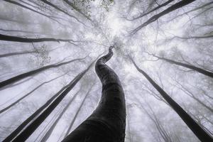 corona di alberi primaverili foto