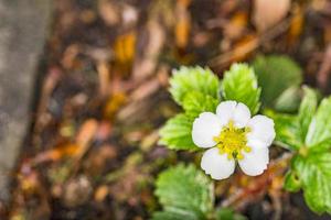 primavera fiore di fragole foto