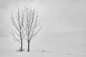 Due alberi nel il paesaggio foto