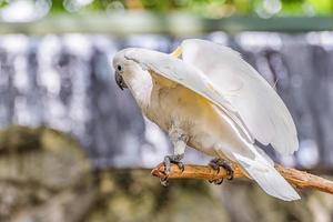 cacatua crestato giallo foto