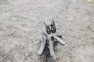 bellissimo coppia in piedi nel un' foresta foto