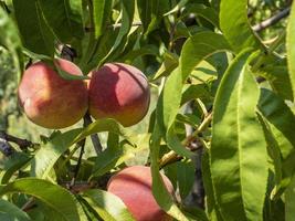 naturale frutta. Pesche su pesca albero rami foto