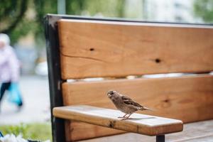 uccello nel città. passero seduta su tavolo nel all'aperto bar foto