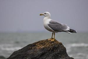 mare gabbiano si siede su un' pietra su il spiaggia. foto