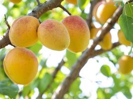 naturale frutta. maturo albicocche su il albero nel il azienda agricola giardino foto