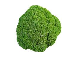 broccoli. verdura isolato su bianca sfondo foto