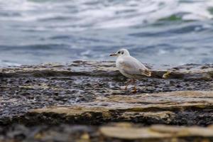 mare gabbiano si siede su un' pietra su il spiaggia. foto