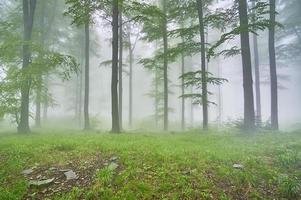 faggio foresta nebbia foto