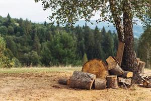 un' radura nel il foresta con piegato legna da ardere foto