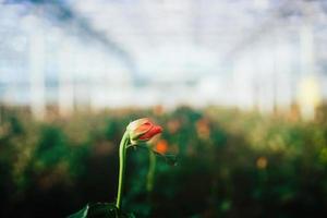 serra Rose in crescita sotto luce del giorno. foto