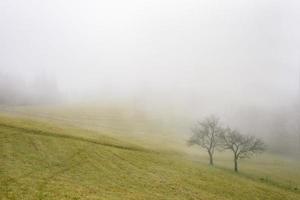 Due alberi nel il prato foto