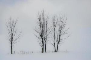 tre alberi nel il paesaggio foto
