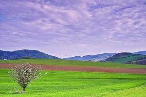 paesaggio con albero foto