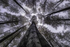 autunno alberi corona foto