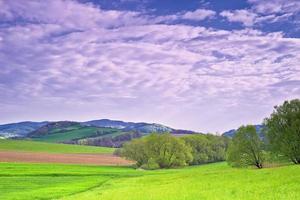 paesaggio con albero foto