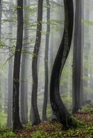 primavera foresta nel nebbia foto