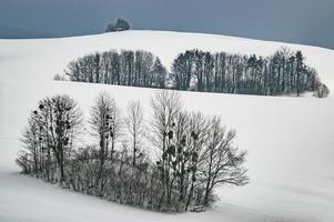 gruppo alberi nel il paesaggio foto