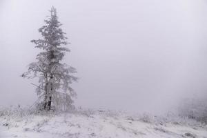 il bellissimo congelato albero foto