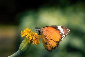 pianura tigre farfalla vicino su macro premio foto