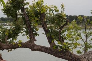 caduto alberi magro su il dell'acqua bordo, riposo su Marrone pietre quello decorare e decorare il espansivo in riva al lago giardini come benessere giardini per esercizio e rilassamento. foto