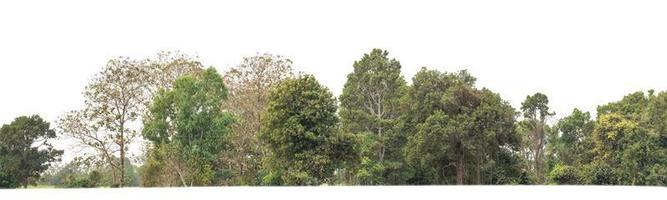 verde alberi isolato su bianca sfondo.sono foresta e fogliame nel estate per tutti e due stampa e ragnatela pagine con tagliare sentiero e alfa canale foto