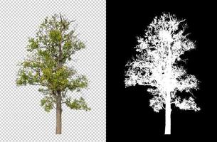 albero su trasparente immagine sfondo con ritaglio sentiero, singolo albero con ritaglio sentiero e alfa canale su nero sfondo foto