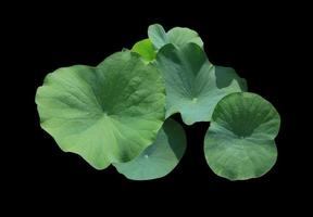 loto le foglie o nelumbo nucifera le foglie. vicino su verde foglia di loto fiori cespuglio isolato su nero sfondo. il lato di giglio pad. foto