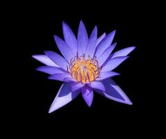 nymphaea o Ninfea o loto fiori. vicino su blu-viola loto fiore isolato su bianca sfondo. il lato di acqua giglio. foto