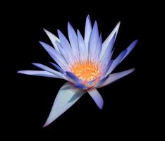 nymphaea o Ninfea o loto fiori. vicino su blu-viola loto fiore isolato su bianca sfondo. il lato di acqua giglio. foto