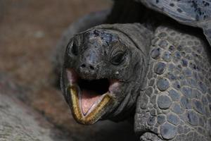 aldabra tartaruga sorridente foto