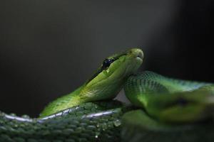 arboreo ratto serpente foto