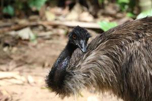 emu nel Australia foto