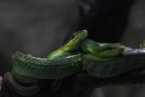 arboreo ratto serpente foto