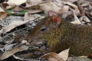 di azara agouti a piedi foto