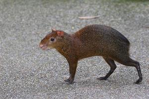 di azara agouti a piedi foto